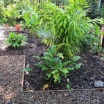 Gold Coast landscaping photo 13